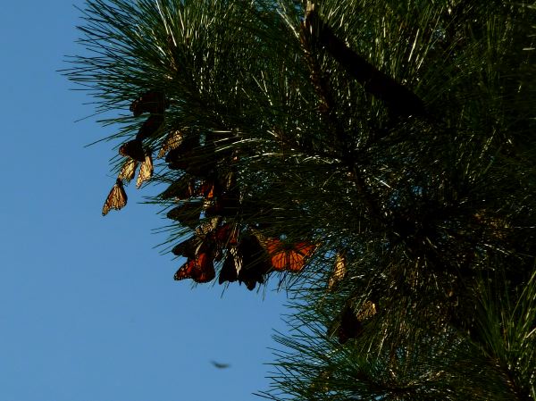 In Trauben hängen die Monarchen an den Bäumen
