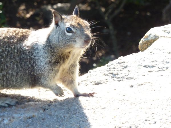 ein neuer Freund...?