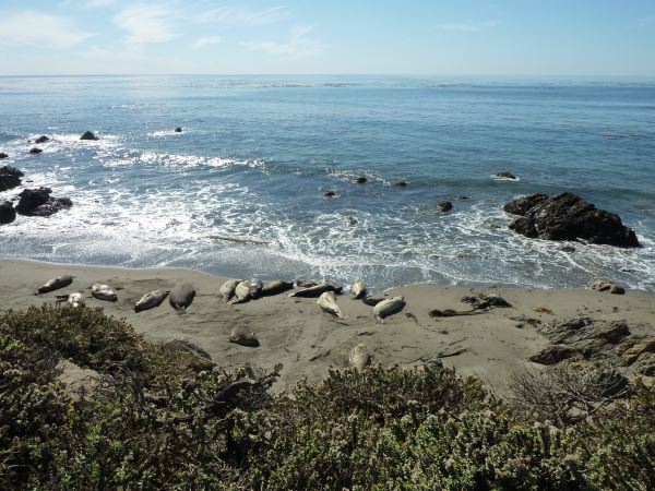 Seelöwen kurz vor San Simeon