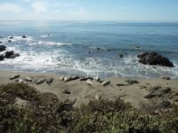 Seelöwen kurz vor San Simeon