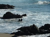 Rivalisierende Männchen