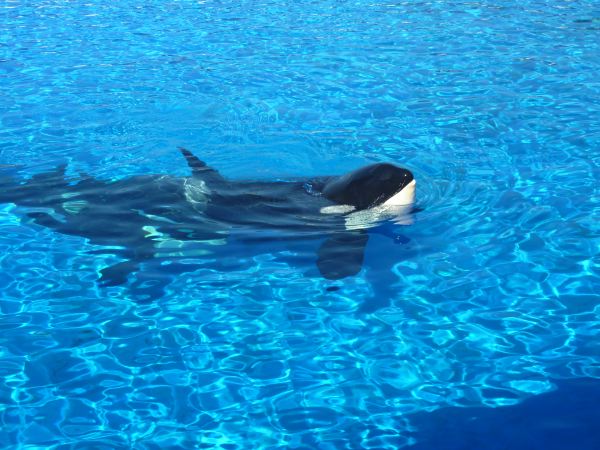Sea World´s Orka