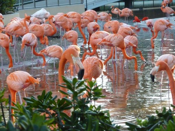 Flamingos