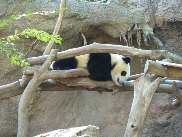 auch echte Panda´s gibt´s zu sehen