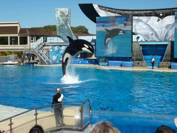 Shamu springt den 