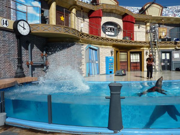 Seelöwen-Comedy-Show