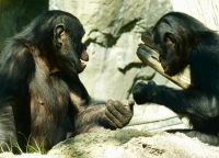 auch sie diskutieren