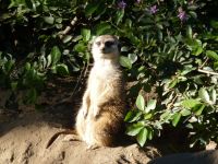 Carlos, die Meerkat