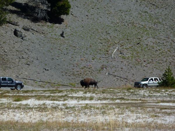 Grand Prismatic Spring