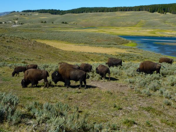 Eine wilde Büffelherde