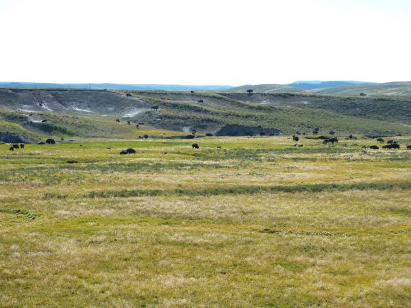 Auf dem Weg ins Canyon Village