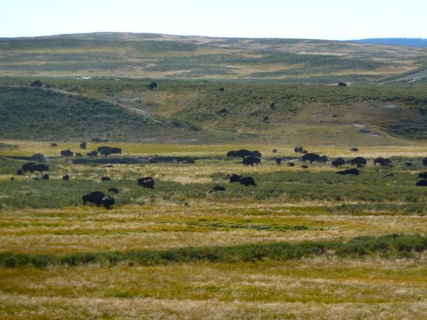 Auf dem Weg ins Canyon Village