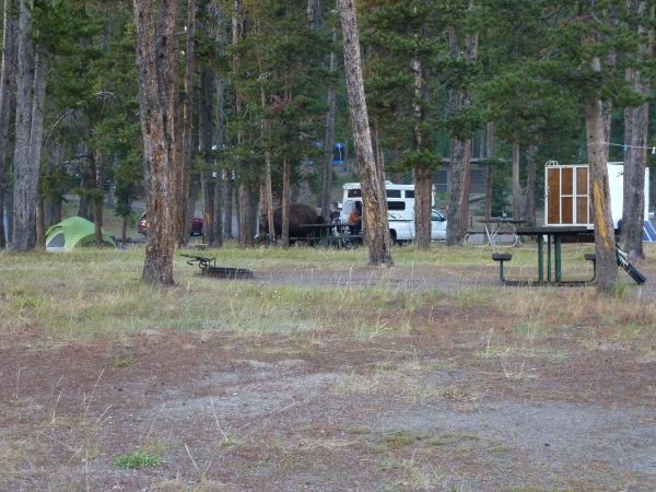 Norris Campsite