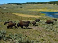 Eine wilde Büffelherde