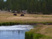 Diesmal im Abendprogramm: die Büffel