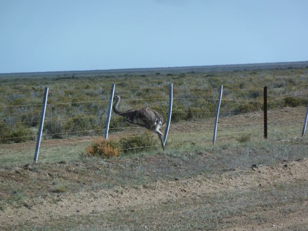 Ein straussenähnlicher Vogel flieht zurück