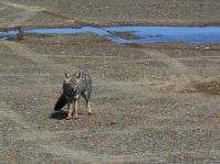 Ein Zorro, Fuchs