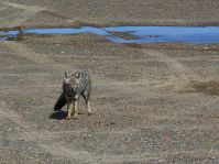 Ein Zorro, Fuchs