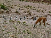 Die wollen zum Strand