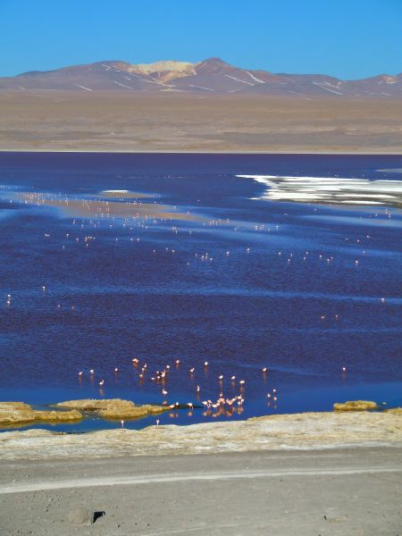 Laguna Colorada