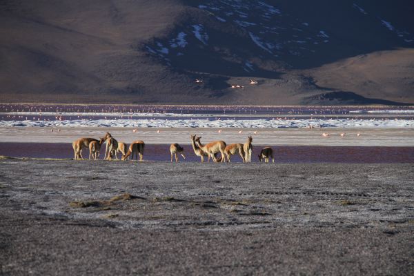 Wildlife pur - und das 200 Meter vor unserem Standplatz