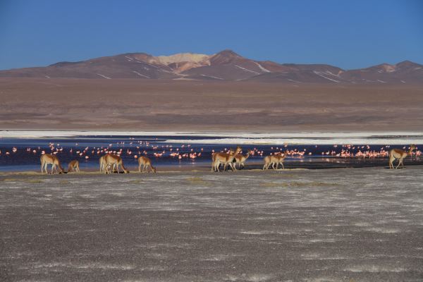 Vicunas und Flamingos an der Laguna Colorada