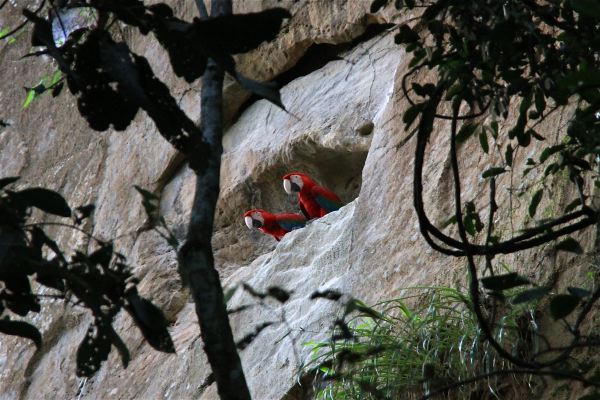 Rote Aras in der Lehmmauer