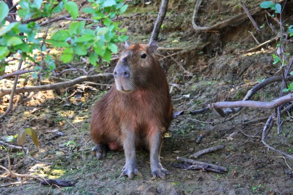 Capivara