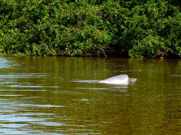 Ein rosa Flussdelphin