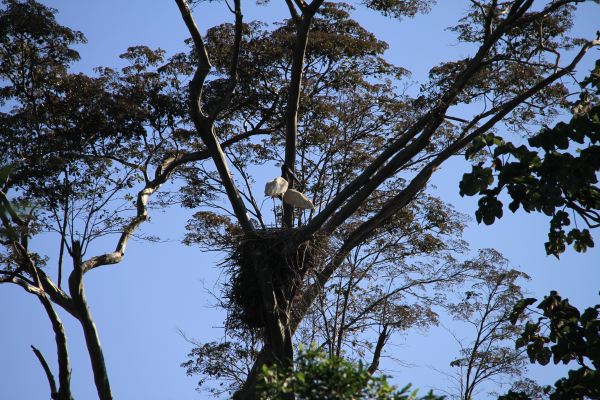 Riesenstorchennest