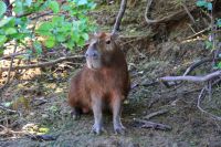 Capivara