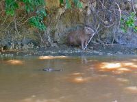 Oh, oh...Capivara und Kaiman