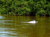 Ein rosa Flussdelphin