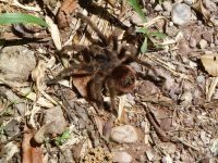 direkt vor unseren Füssen eine Vogelspinne!