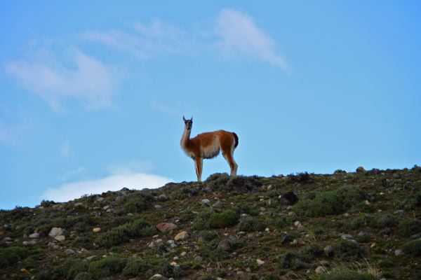 Ein Guanako guckt neugierig