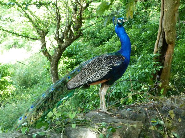 Pfau am Wegesrand