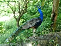 Pfau am Wegesrand