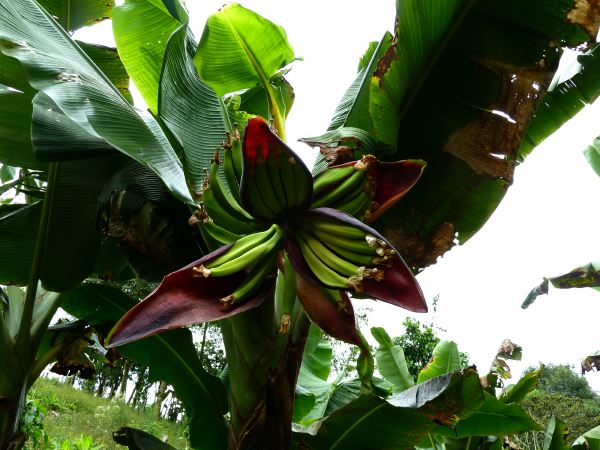 Auf der Farm gibt´s auch Platano-Bäume