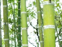 Bambus auf dem gesamten Heimweg