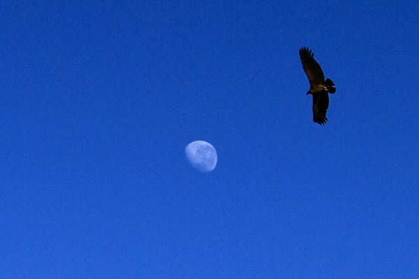 Mond und Andenkondor