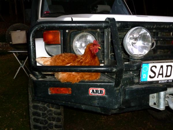 Die Hühner lieben unser Auto