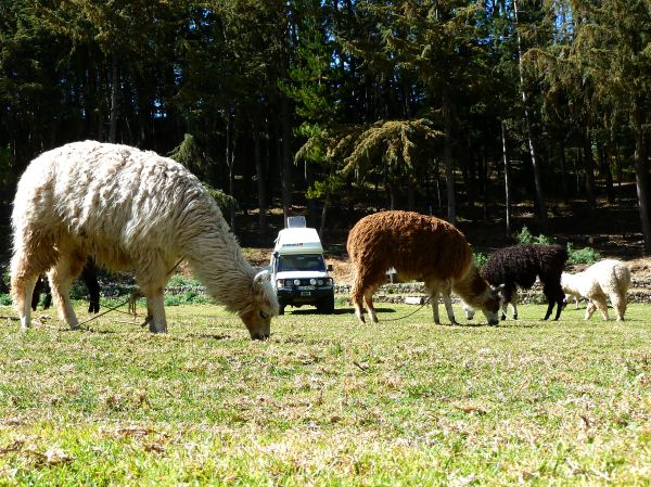 Und auch die Alpacas