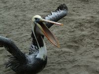 Ein gefräßiger Pelikan