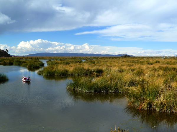 Schilfgras am Titicacasee